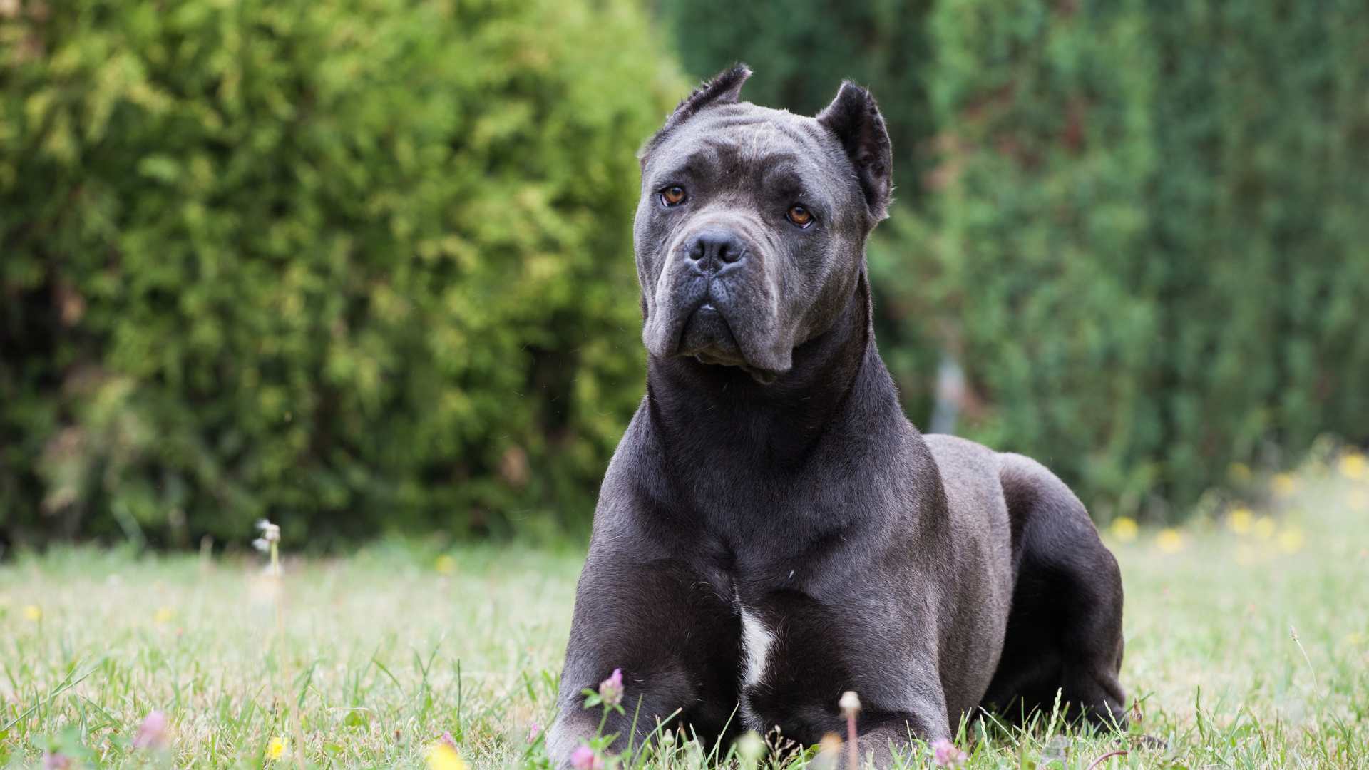 Cane Corso Todo Sobre Esta Raza Cacttus